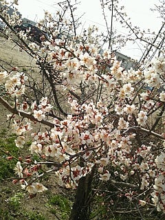 UME